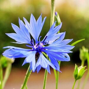 Blüte der Kornblume