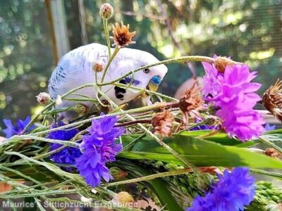 Wellensittich knabbert an Kornblumen