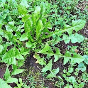 Blätter des Löwenzahn