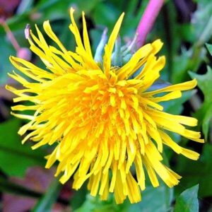 Blüte des Löwenzahn