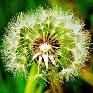 Samen des Löwenzahn