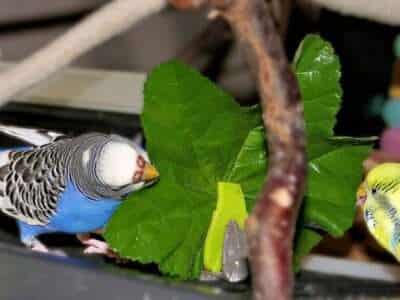 Wilde Malve mit Wellis Wilde Malve mit Wellis