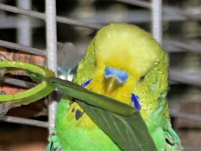 Wellensittich mit Blatt der Nachtkerze