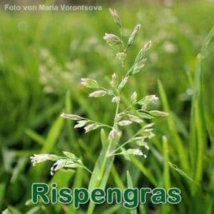 Rispengras