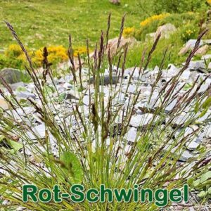 Rot-Schwingel