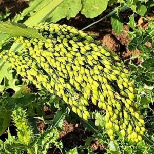 Rispe der Rispenhirse