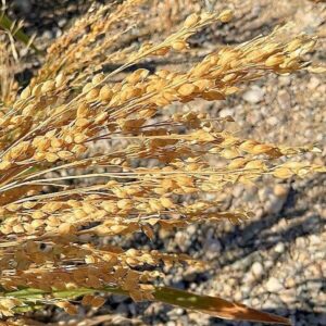 Samen der Rispenhirse