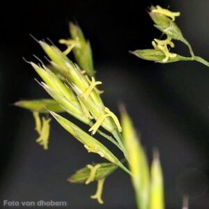 Bl&uuml;ten des Rot-Schwingels