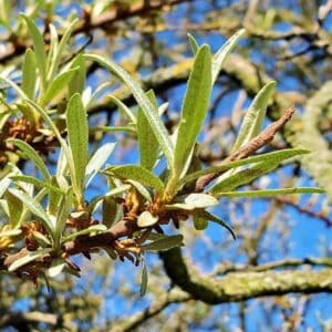 Blätter des Sanddorn