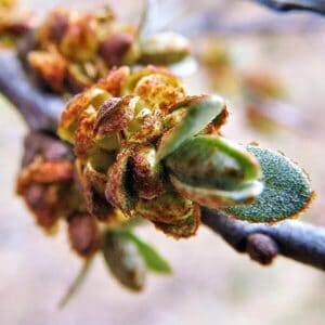 Blüten des Sanddorn