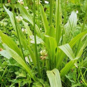 Blätter des Spitzwegerich