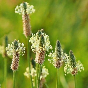 Blüten des Spitzwegerich