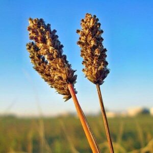 Samen des Spitzwegerich