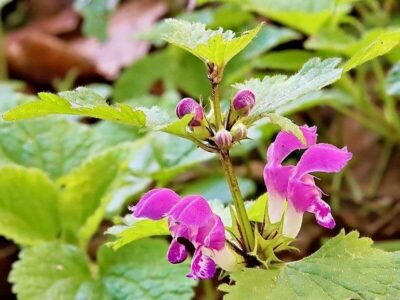 Taubnessel Taubnessel