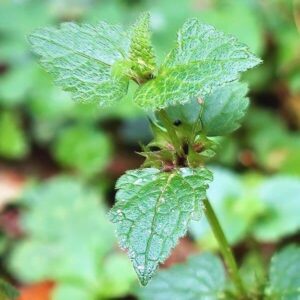 Blätter der Taubnessel