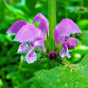 Blüten der Taubnessel