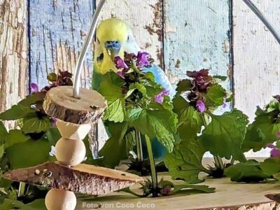 Wellensittich knabbert an Blüten der Taubnessel