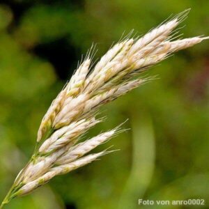 Samen der Trespe