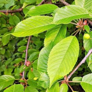 Blätter der Vogelkirsche