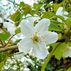 Bl&uuml;te der Vogelkirsche