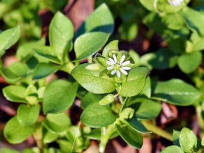 Vogelmiere Vogelmiere