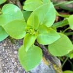 Bl&auml;tter der Vogelmiere