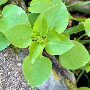 Blätter der Vogelmiere