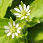 Bl&uuml;te der Vogelmiere