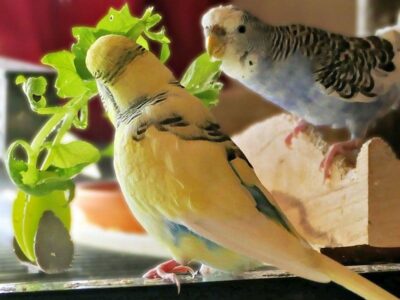 Vogelmiere mit Rasmus und Jule Vogelmiere