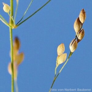 Samen des Wald-Flattergrases