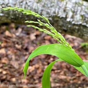 Rispen des Wald-Flattergrases