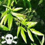 Bl&auml;tter des Wasserschierling