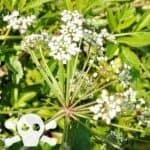 Bl&uuml;ten des Wasserschierling