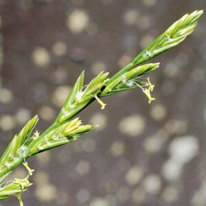 Blüten des Weidelgrases