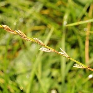 Samen des Weidelgrases