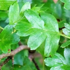 Blätter des Weißdorn