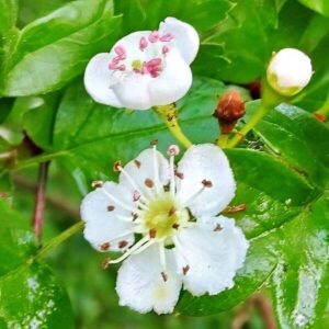 Blüten des Weißdorn