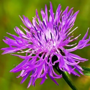 Blüte der Wiesen-Flockenblume