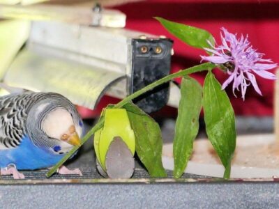 Wellensittich knabbert an Wiesen-Flockenblume