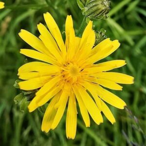Bl&uuml;te des Wiesen-Pippau