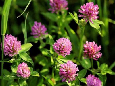 Wiesen-Klee Wiesen-Klee