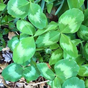 Blätter des Wiesen-Klee