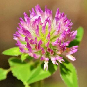 Blüte des Wiesen-Klee