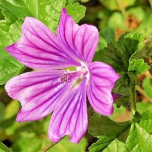 Blüte der Wilden Malve