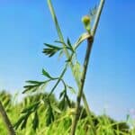 Bl&auml;tter der Wilden M&ouml;hre