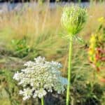 Bl&uuml;te der Wilden M&ouml;hre