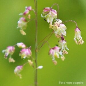 Bl&uuml;ten des Zittergrases