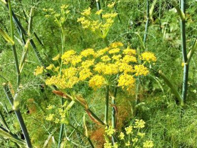 Fenchel Fenchel