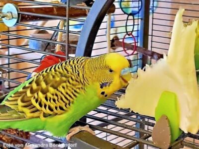 Fenchel mit Welli Fenchel mit Welli