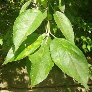 Blätter des Apfelbaumes